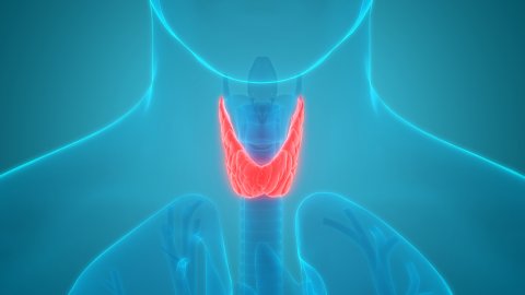 Функция щитовидной железы